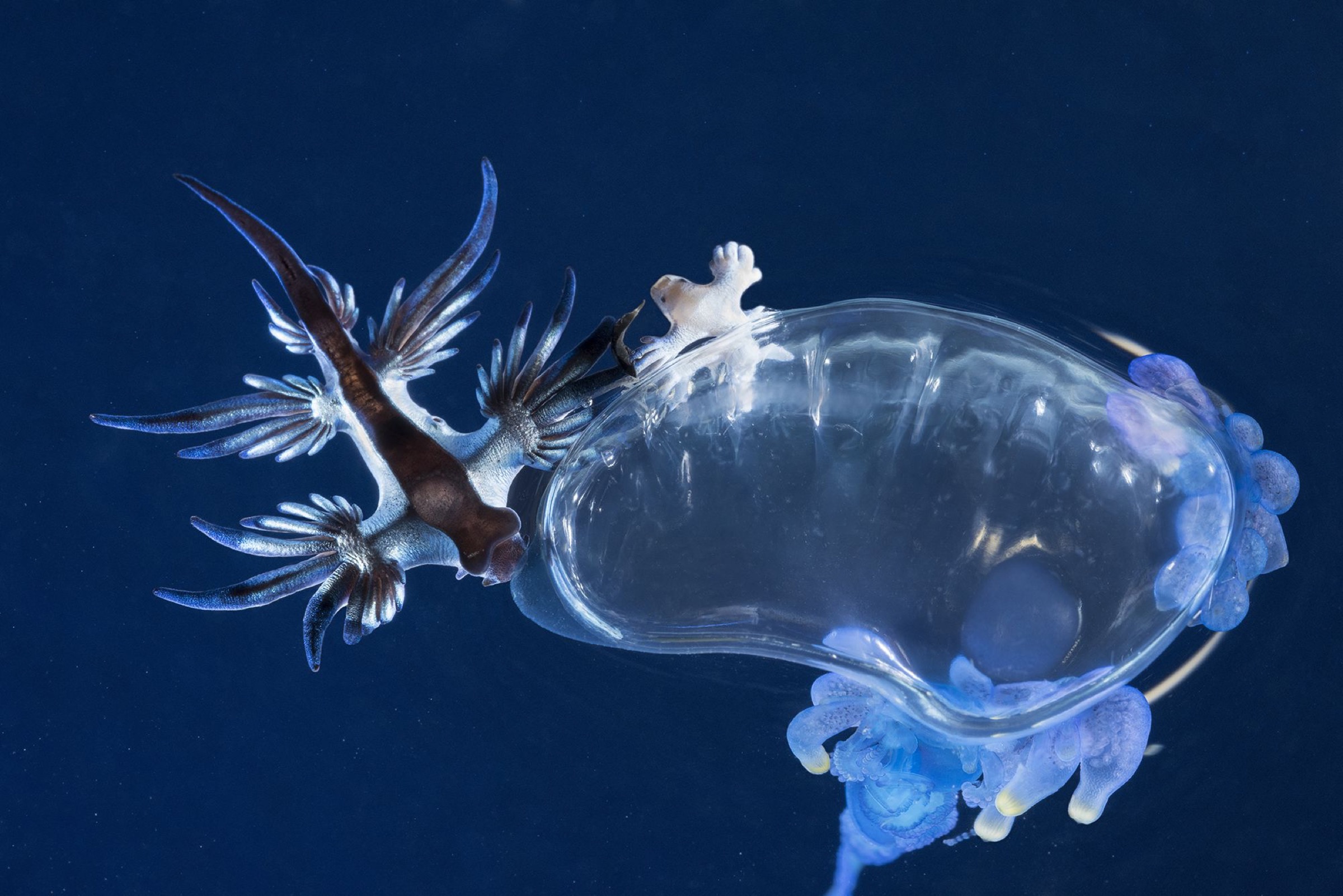 The Enchanting Blue Dragon Sea Slug: A Graceful Wonder of the Deep Seas