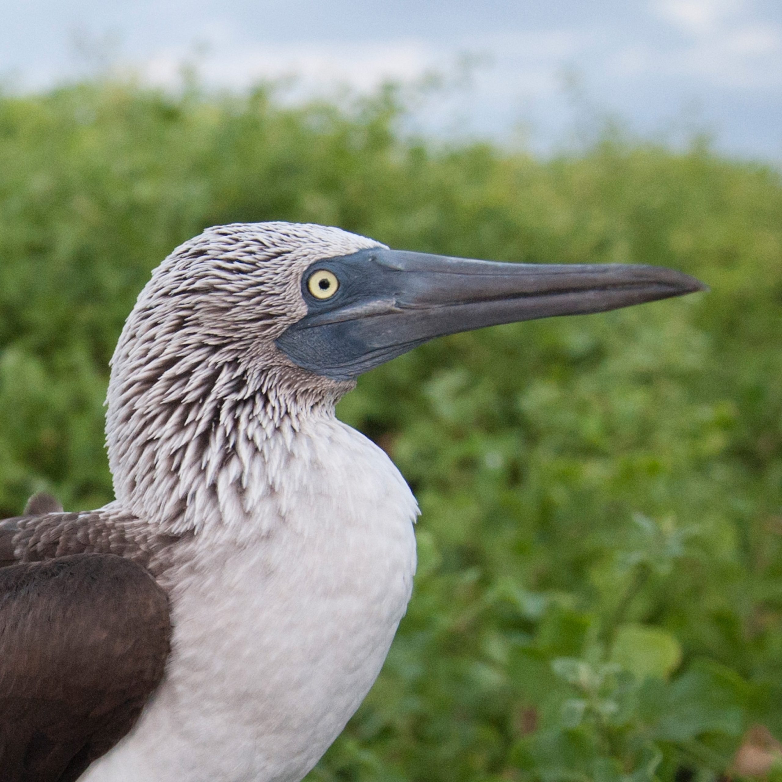 The Fascinating Behavior of the Blue Footed Booby: Insights into Their Mating Rituals and Hunting Techniques