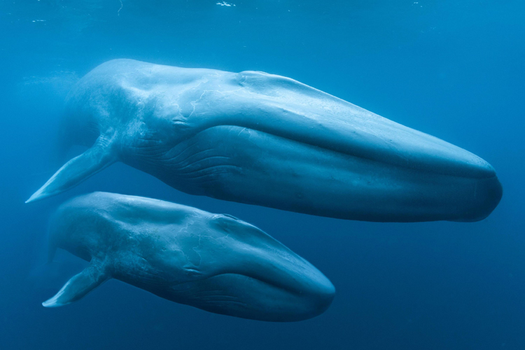 The Majestic Marine Giants: Fascinating Facts about Blue Whales