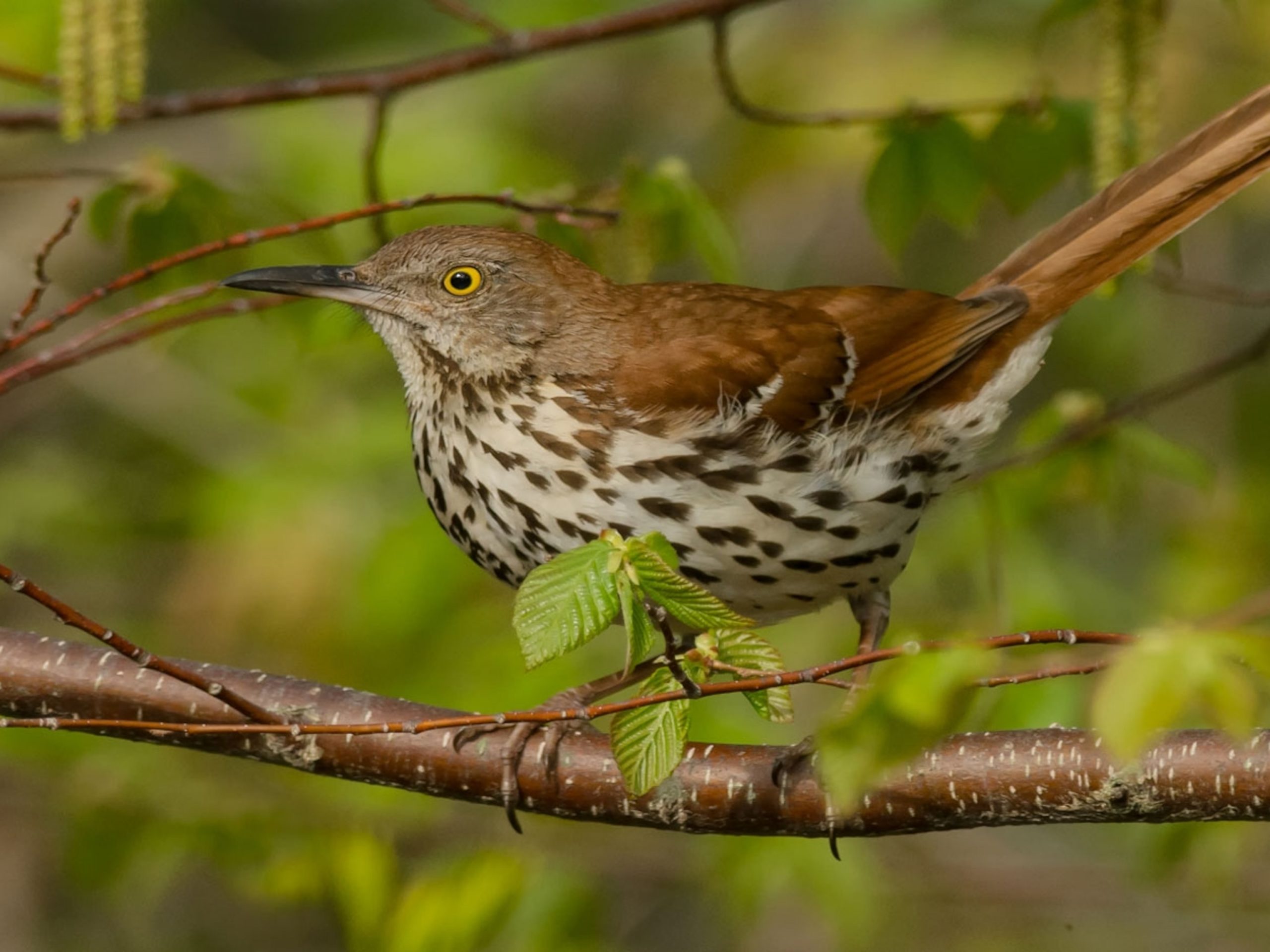 The Fascinating Behaviors of Brown Thrashers: Insights into Their Natural Habits