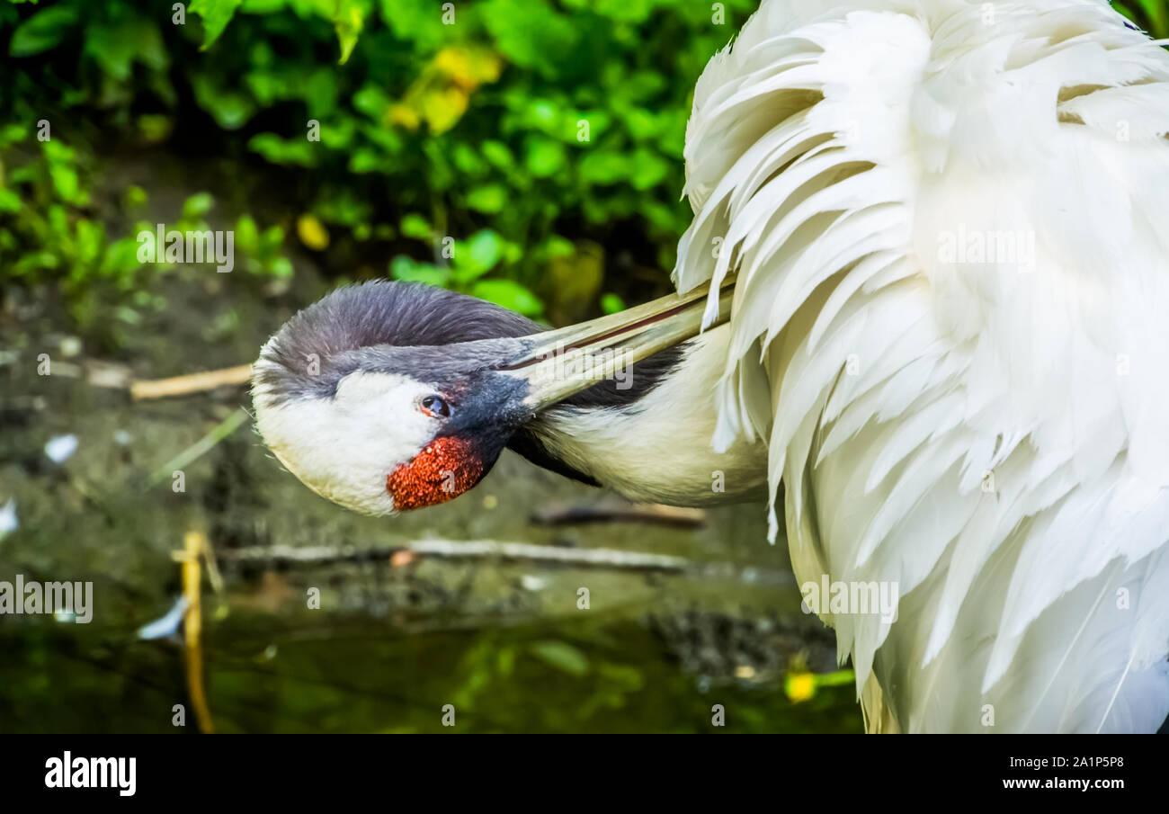 The Graceful Dance of Crane Birds: Understanding their Intriguing Behavior