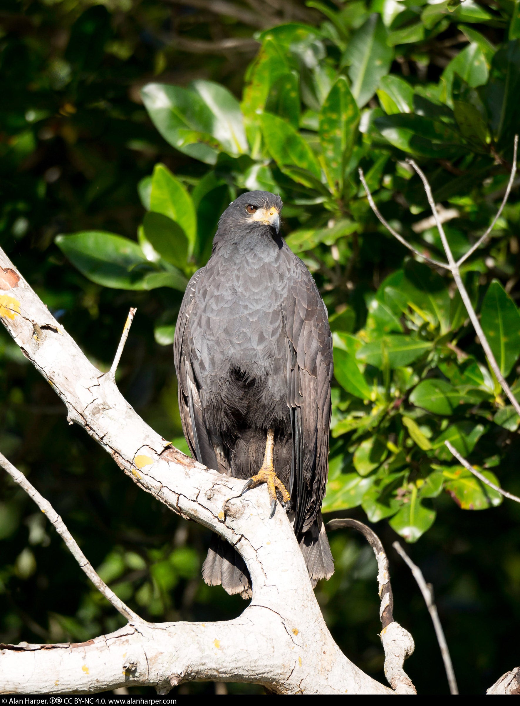 Observing the Fascinating Behavior of Common Black Hawks: Insights into their Natural Habits and Characteristics