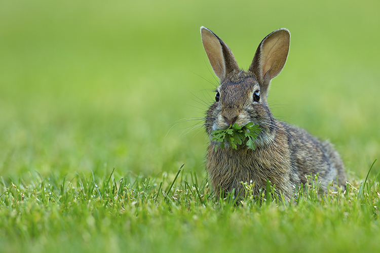 Understanding the Fascinating Behavior of Cottontail Rabbits: Insights into their Natural Habits and Traits