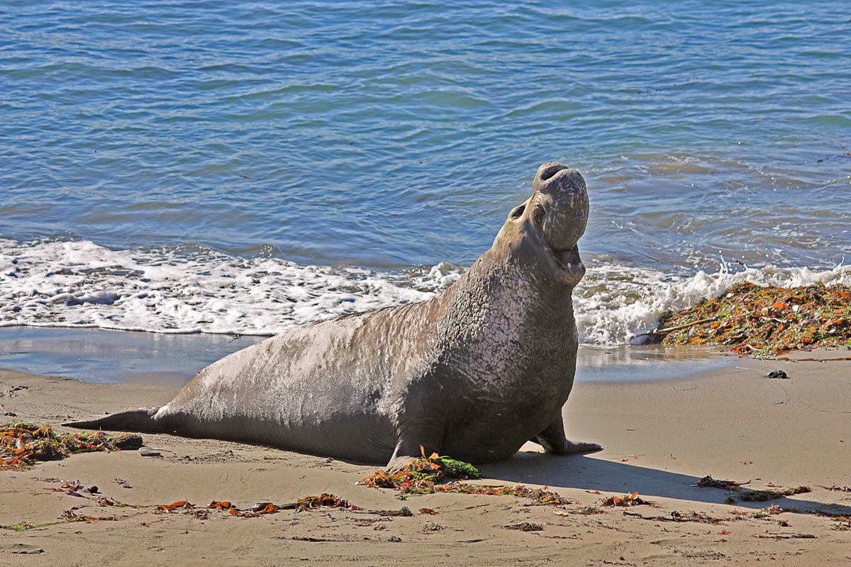 Northern Elephant Seal Insights: Understanding the Fascinating Behavior of These Majestic Creatures