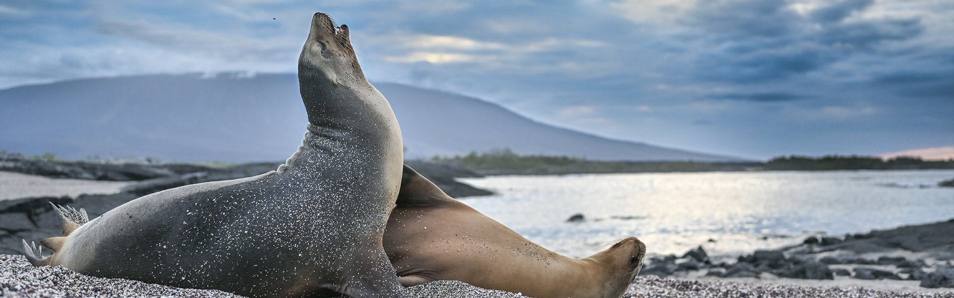 Insights into Galapagos Sea Lion Behavior: An Enchanting Journey