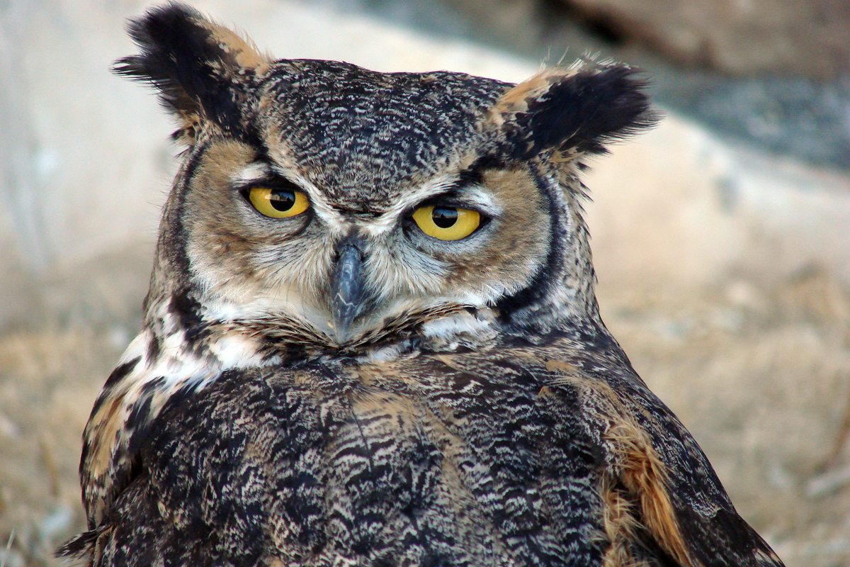 Fascinating Insights into the Great Horned Owl: From Habits to Habitat