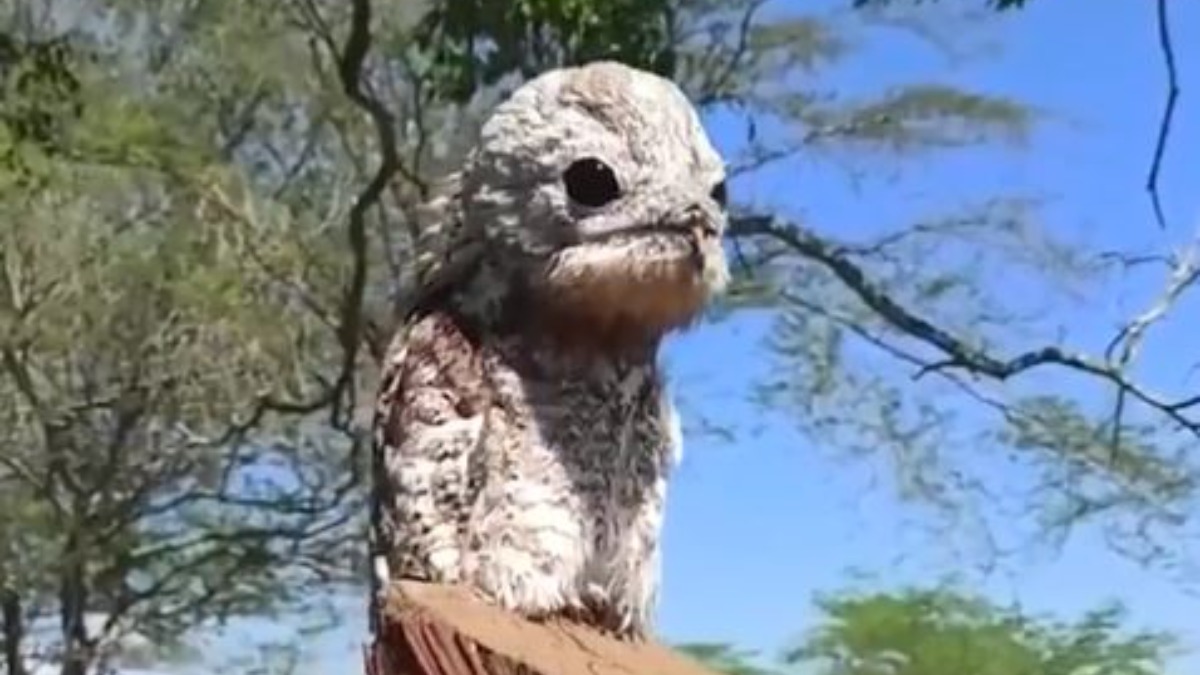 The Enigmatic Spirit of the South American Ghost Bird: An In-Depth Exploration of its Mysterious Nature