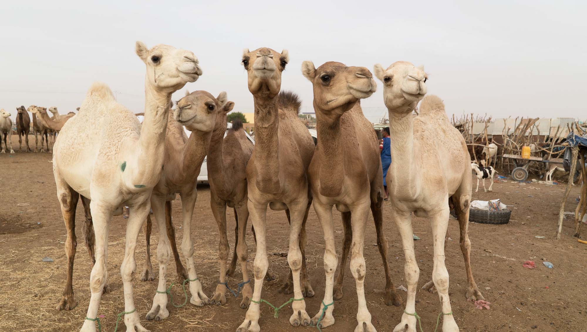 A Fascinating Look into the World of Camels: Surprising Fun Facts Revealed!