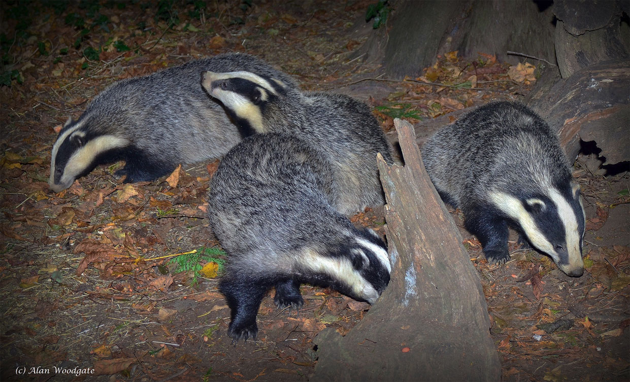 Understanding the Behaviour of Badgers in the UK: Debunking Common Misconceptions