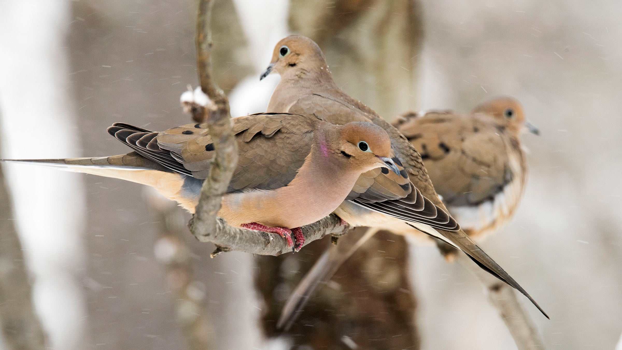 The Intriguing Behavior of Mourning Doves: A Closer Look at Their Unique Traits