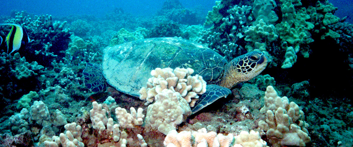 The Fascinating Behavioral Patterns of Green Sea Turtles: Insights into their Natural Habitat and Interactions