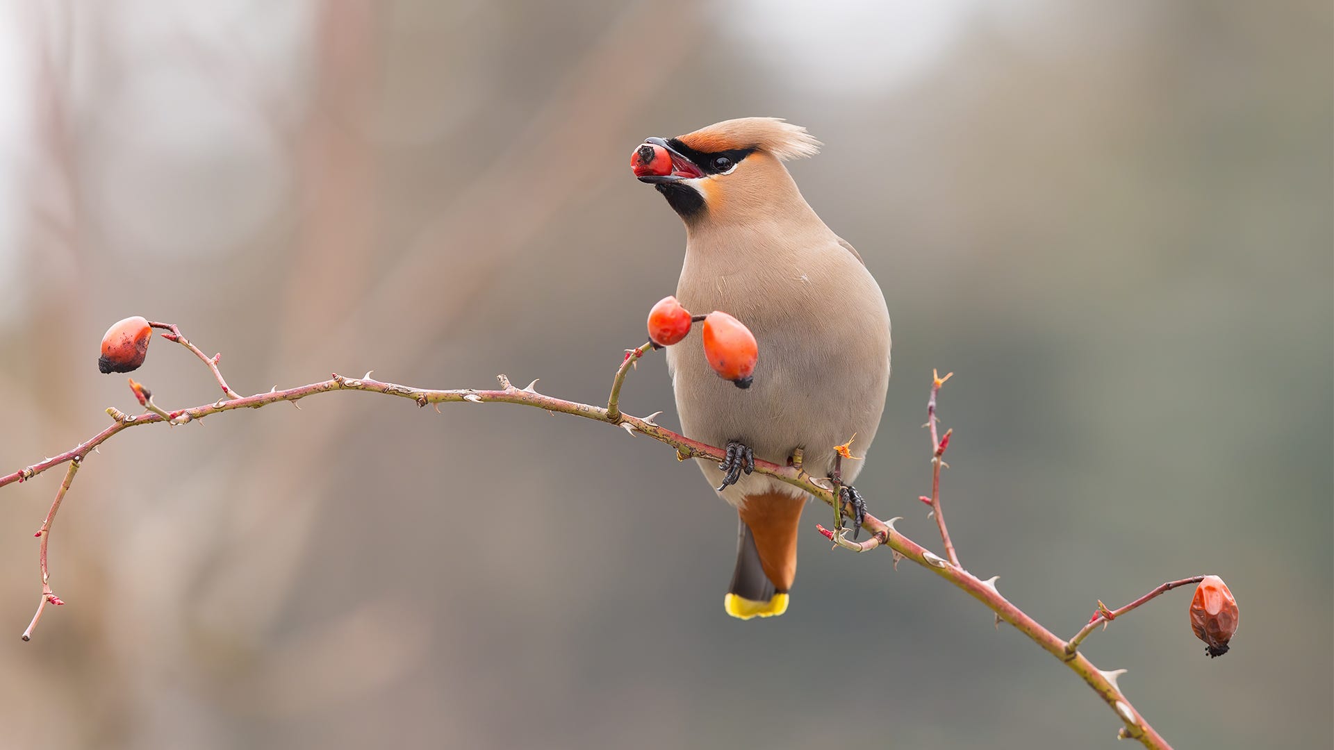 The Secrets of the Enchanting Cedar Waxwing Bird Unveiled