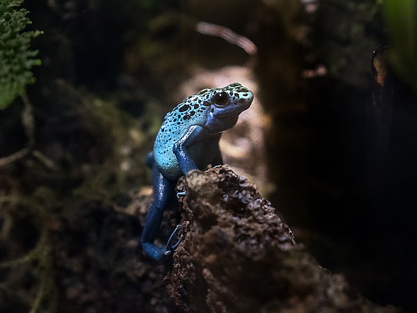 Fascinating Insights into Poison Dart Frogs: Understanding Their Unique Behavior