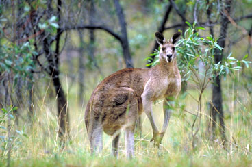 Understanding the Fascinating Interaction Between Kangaroos and Humans