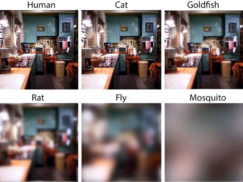 What Goes Through an Animal's Eyes When They See Humans?