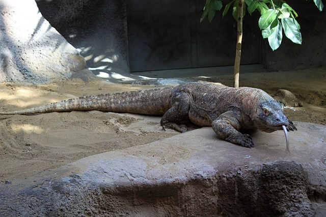 Comparing Monitor Lizard and Komodo Dragon: Differences and Similarities Revealed