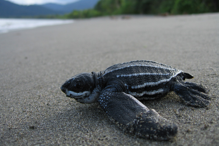 Understanding the Fascinating Behavior of Leatherback Sea Turtles: A Closer Look into Their Mysterious World