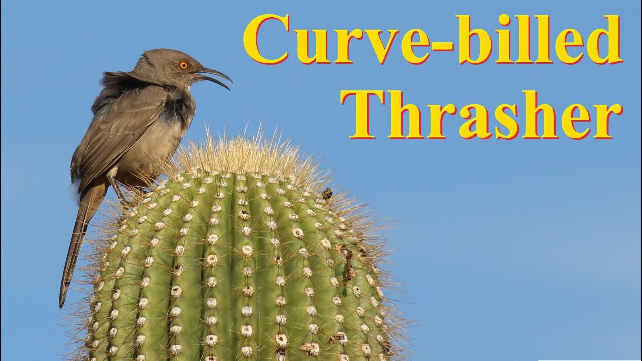 The Curious Behaviors of Curve-Billed Thrashers: A Fascinating Study of Avian Habits