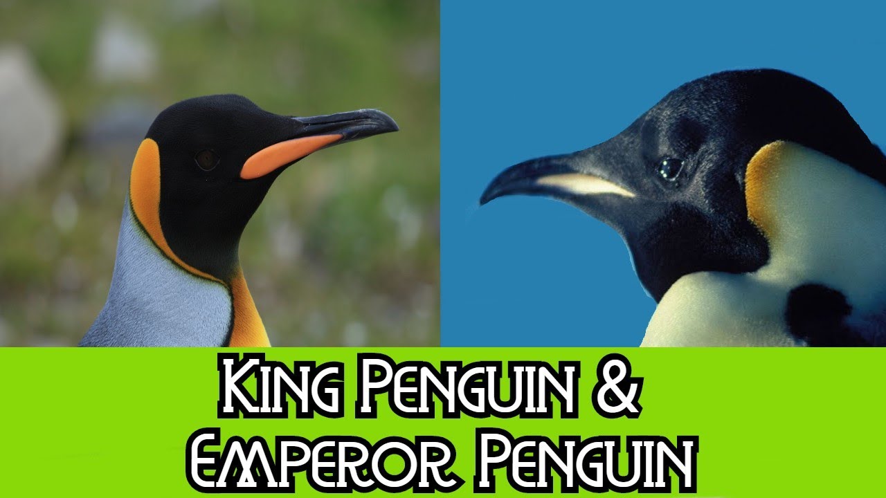 Comparing King Penguins and Emperor Penguins: A Fascinating Insight into their Unique Traits