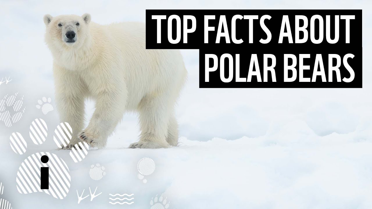 10 Fascinating Facts About Polar Bears