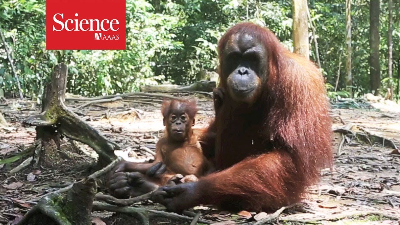 Exploring the Friendliness of Orangutans Towards Humans