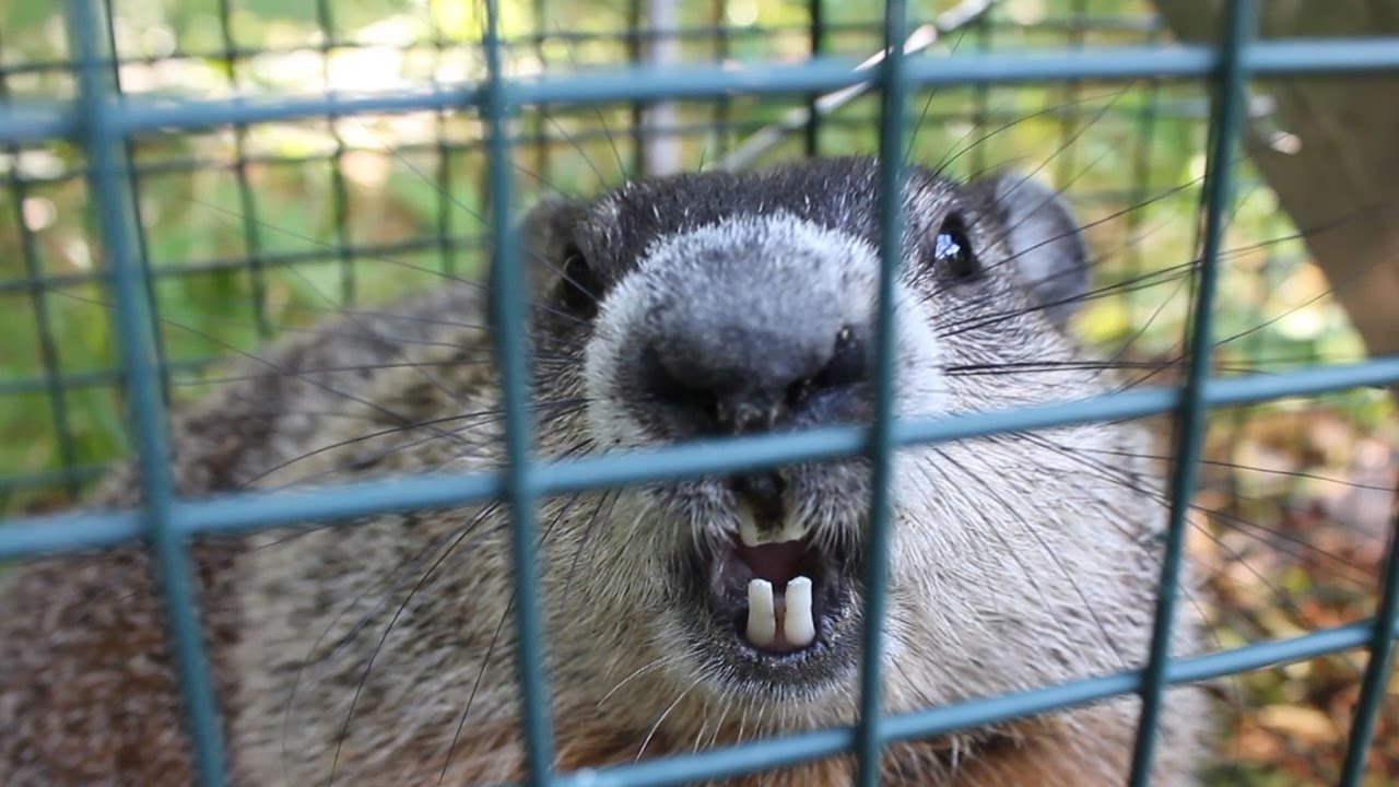 Understanding the Nature of Groundhogs: Evaluating Their Potential Encounter with Humans