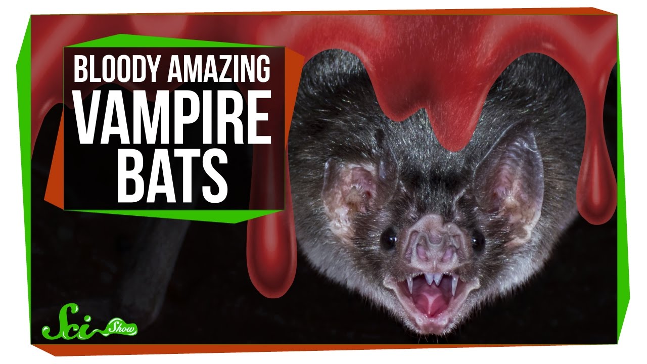 The Fascinating World of Vampire Bats: Exploring Their Unique Traits and Behaviors