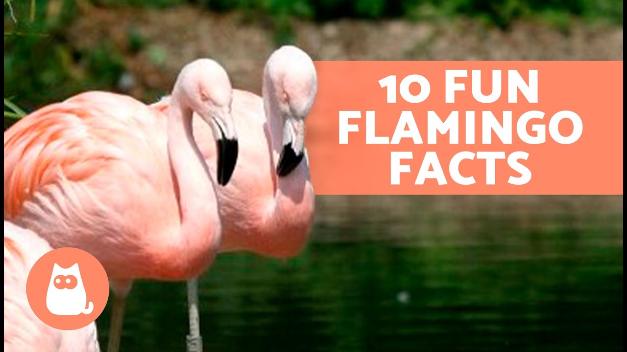 The Pink Marvels: Fascinating Facts About Flamingos Revealed