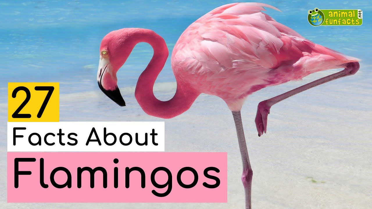 Marvellous Flamingos: ing the Fascinating Facts About these Graceful Birds