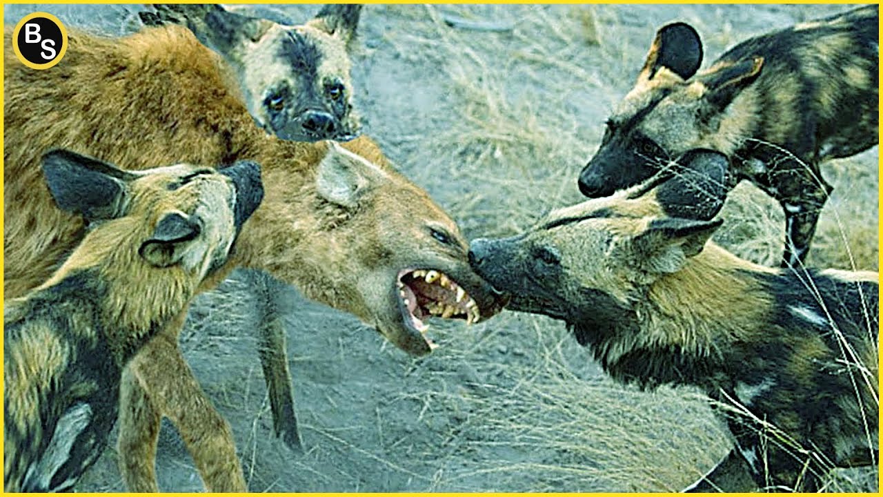 Exploring the Diet of Wild Dogs: Do They Hunt and Feast on Hyenas?