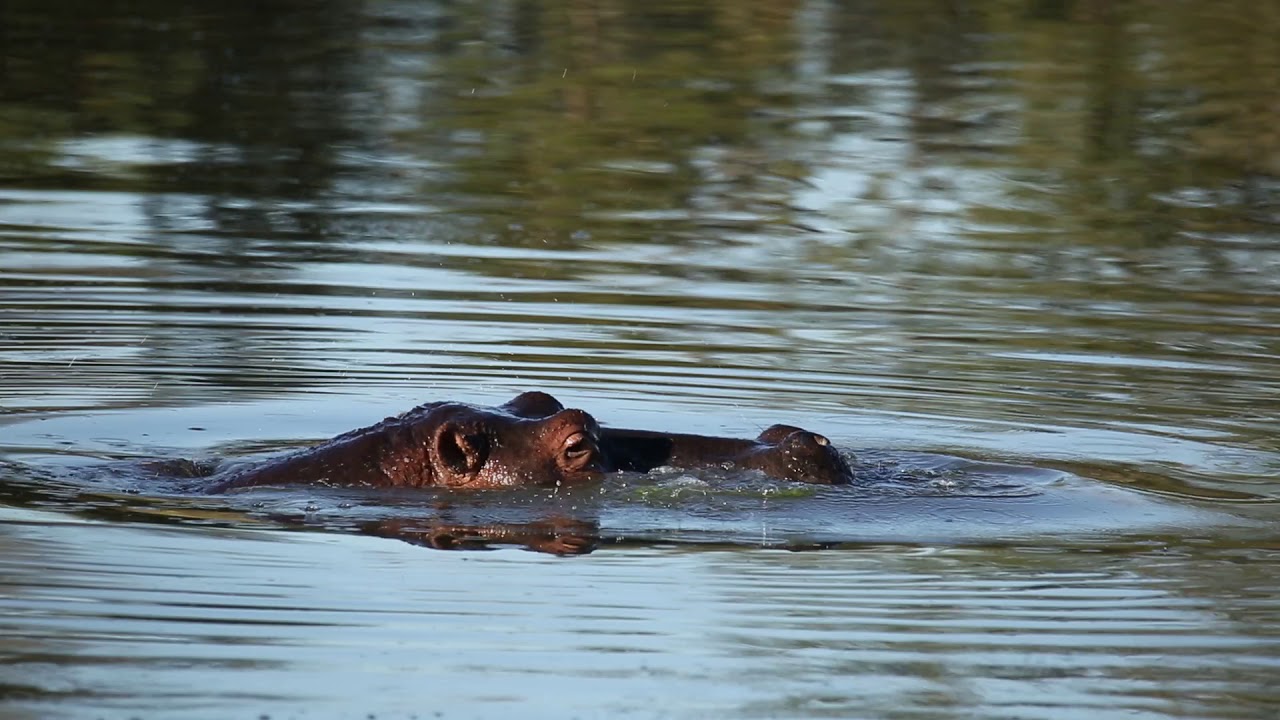 What is the Fascinating Sound of a Hippo?