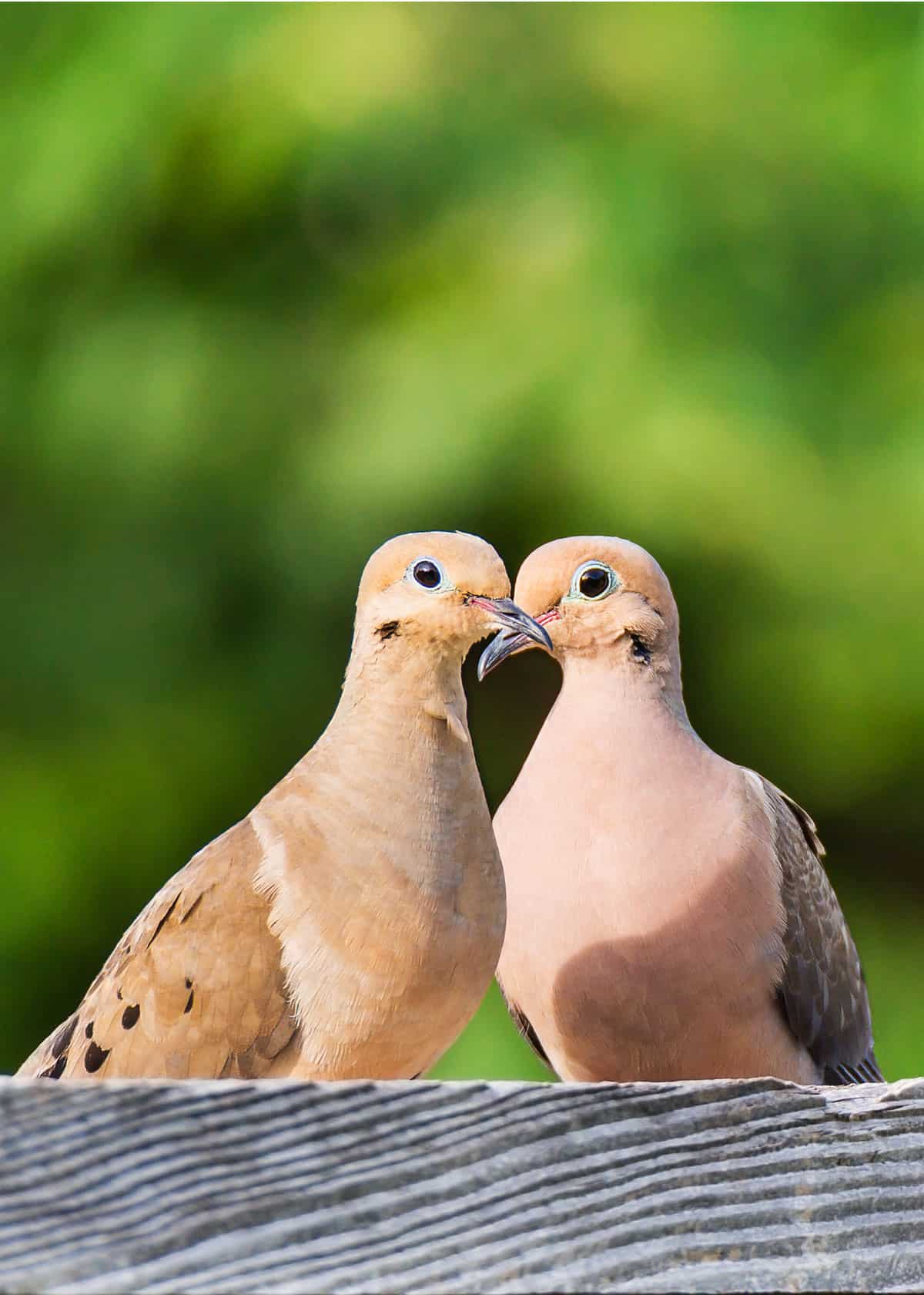 Why Birds Choose Lifelong Partners: An Intimate Look into Avian Monogamy