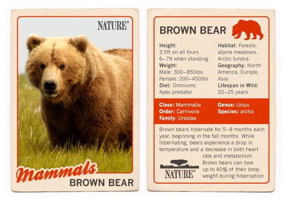 All You Need to Know: Fascinating Facts About Bears