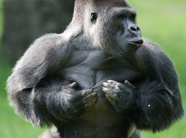 The Fascinating Behavioral Patterns of Silverback Gorillas: Insights into Their Social Structure and Communication