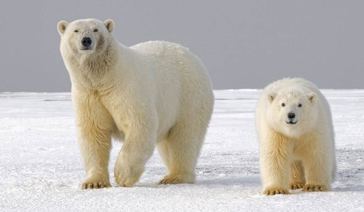 10 Fascinating Insights into the World of Polar Bears