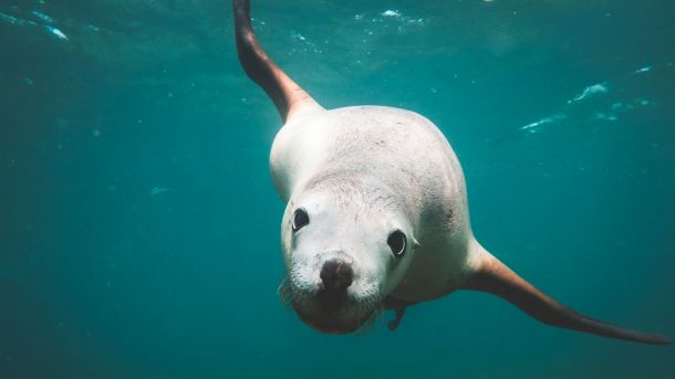 A Fascinating Look into the Behavior of Australian Sea Lions: Insights You Need to Know