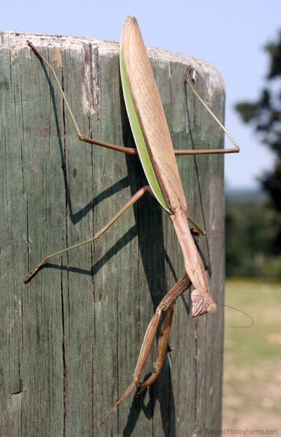 The Giant Guardians: A Fascinating Look into the World of Largest Praying Mantises