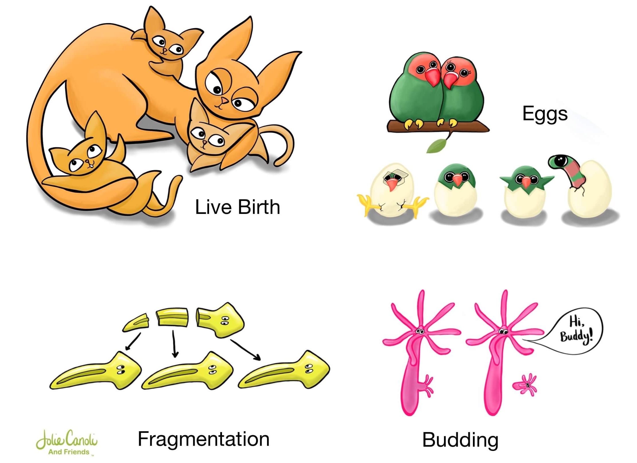 Exploring the Fascinating World of Asexual Reproduction in Animals