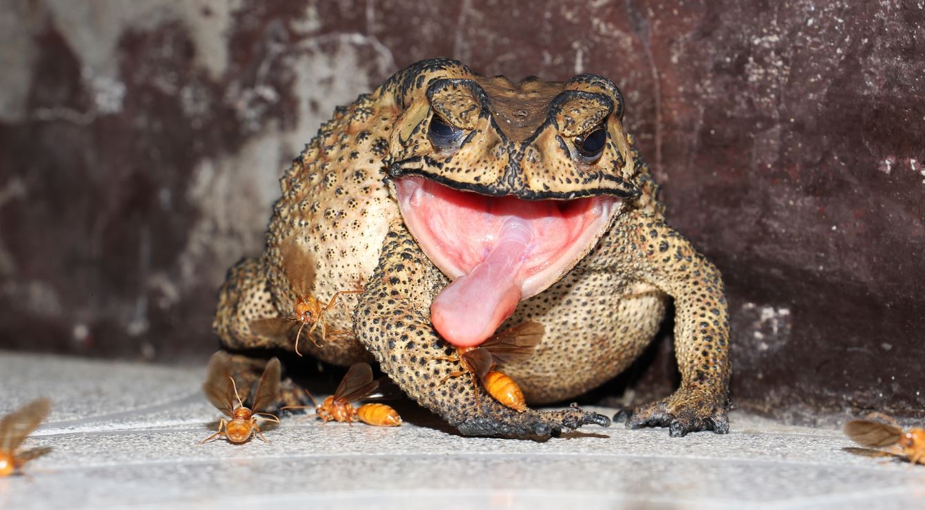 Exploring the Distinctive Characteristics of Toads and Frogs