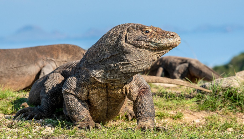 An In-depth Comparison: Monitor Lizard vs Komodo Dragon - Which Reigns as the True Apex Predator?