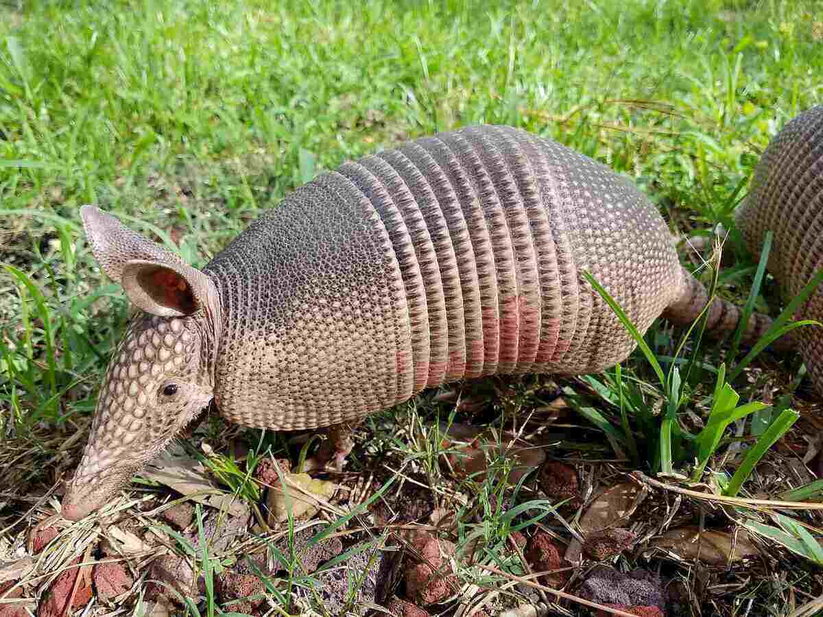 Unveiling the True Behavior of Armadillos: How Aggressive Are They?