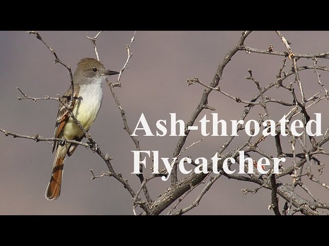 The Fascinating Behavior of Ash Throated Flycatchers: Observations from the Avian World