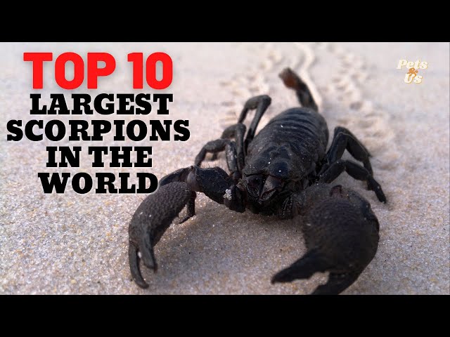 The Giants of the Desert: Exploring the World's Largest Scorpions