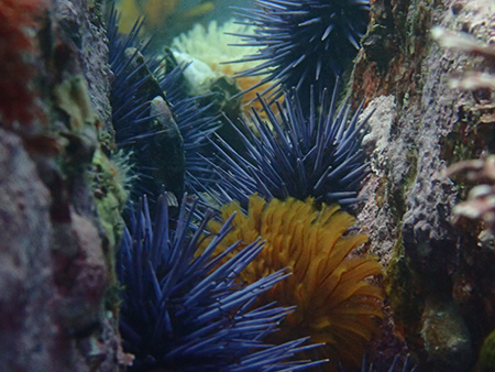 The Mysterious and Fascinating Behavior of Fire Urchins: A Look into Their Intriguing Nature