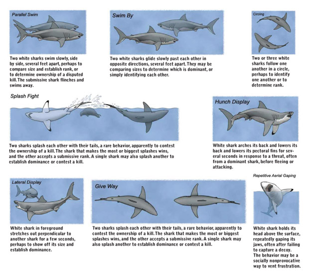 The Enigma of Great White Sharks: Insights into their Fascinating Behavior