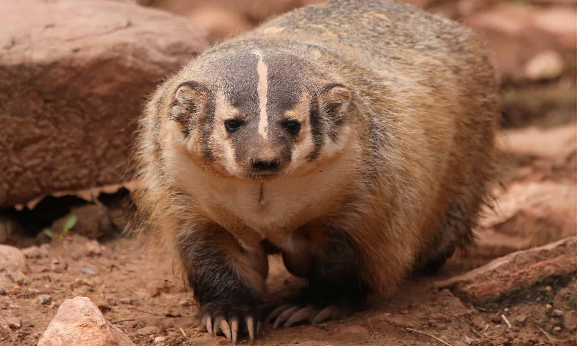 Understanding the Relationship Between Badgers and Humans: Debunking False Perceptions