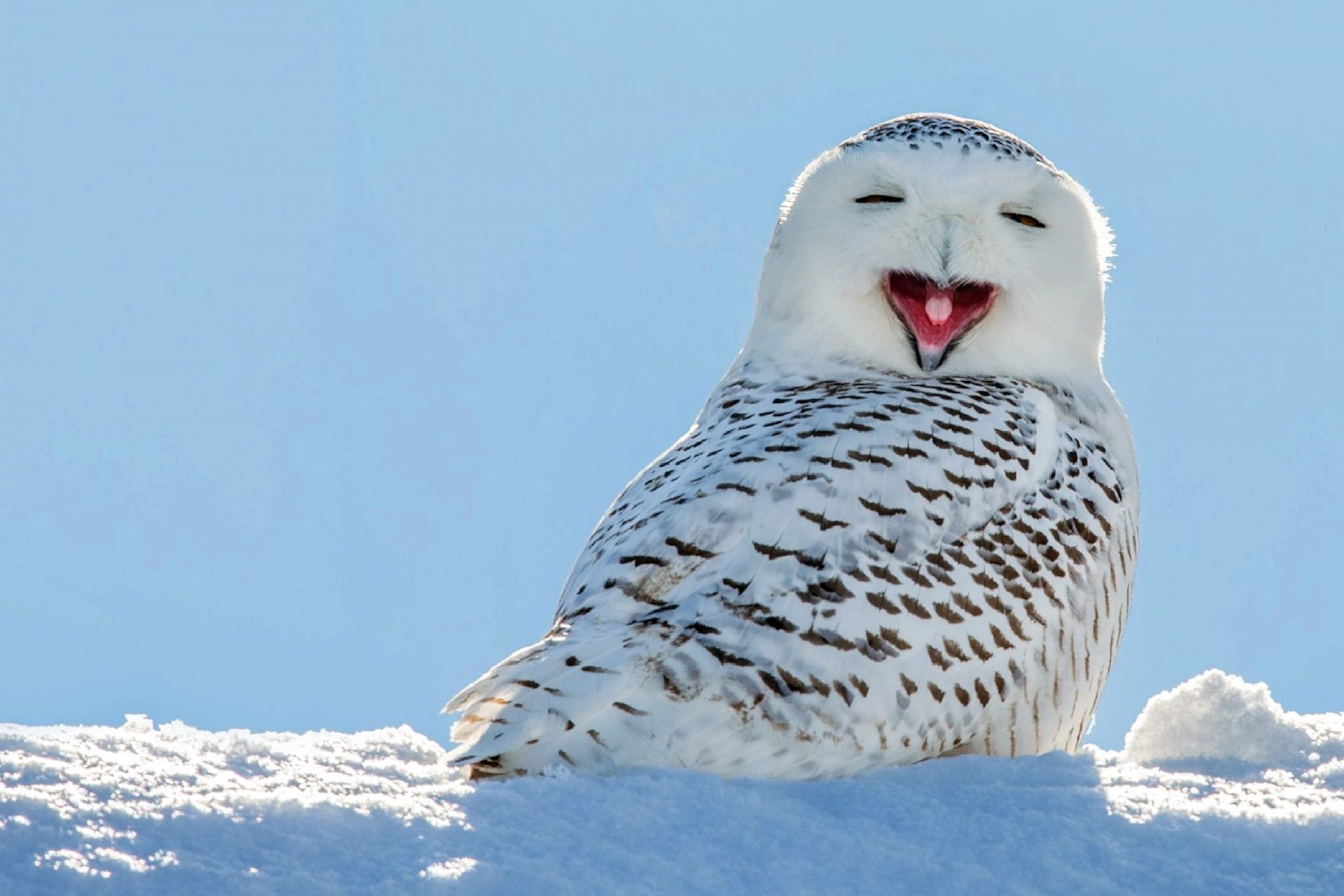 A Glimpse into the Enigmatic World of Snowy Owls: Unveiling their Fascinating Facts