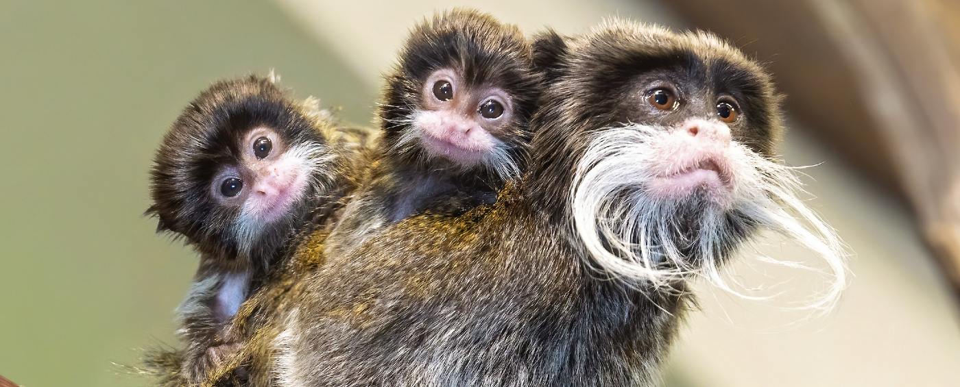 the Fascinating World of Emperor Tamarin Monkeys: A Natural Insight into their Unique Behaviors