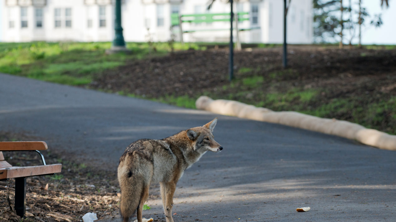 The Fascinating World of Animal Behavior in Urban Environments: How Wildlife Adapts to City Life