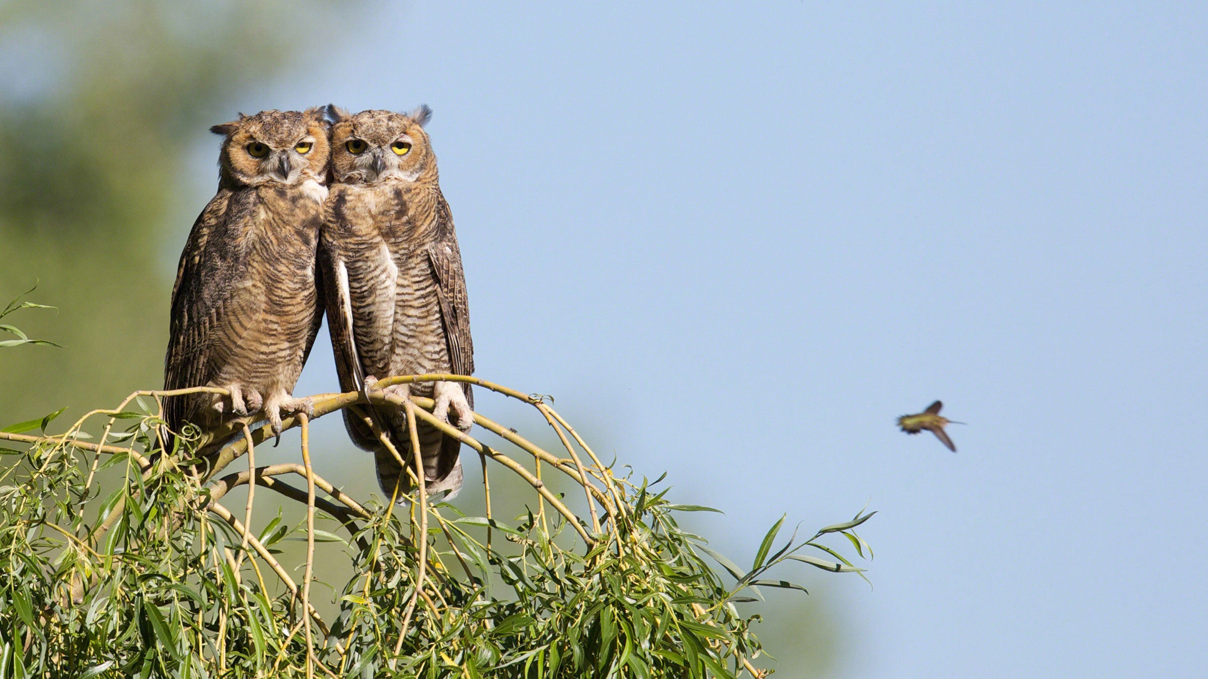 The Fascinating Habits of the Great Horned Owl: An In-depth Look into its Behaviors